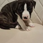 american bully staffordshire 6588 w780 h520