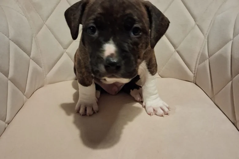 american bully staffordshire 8996 w780 h520
