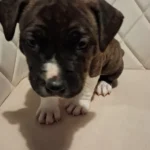 american bully staffordshire 9192 w780 h520