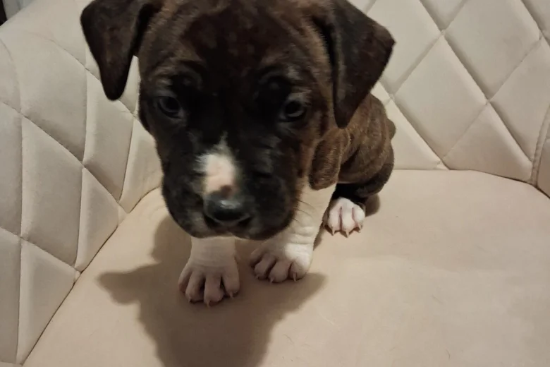 american bully staffordshire 9192 w780 h520