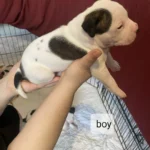 puppy staffordshire bull terrier 3616 w780 h780