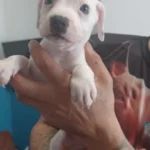 puppy staffordshire bull terrier 4870 w780 h520