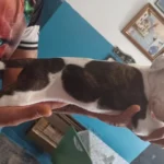 puppy staffordshire bull terrier 5598 w780 h520