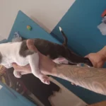puppy staffordshire bull terrier 6164 w780 h520