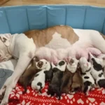 puppy staffordshire bull terrier 6598 w780 h520