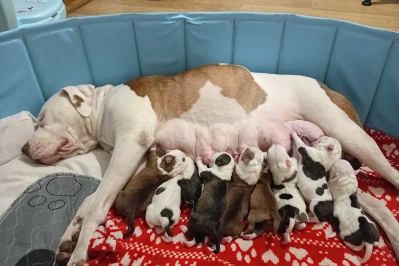 puppy staffordshire bull terrier 6598 w780 h520