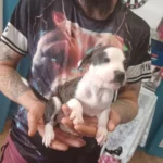 puppy staffordshire bull terrier 7777 w780 h520