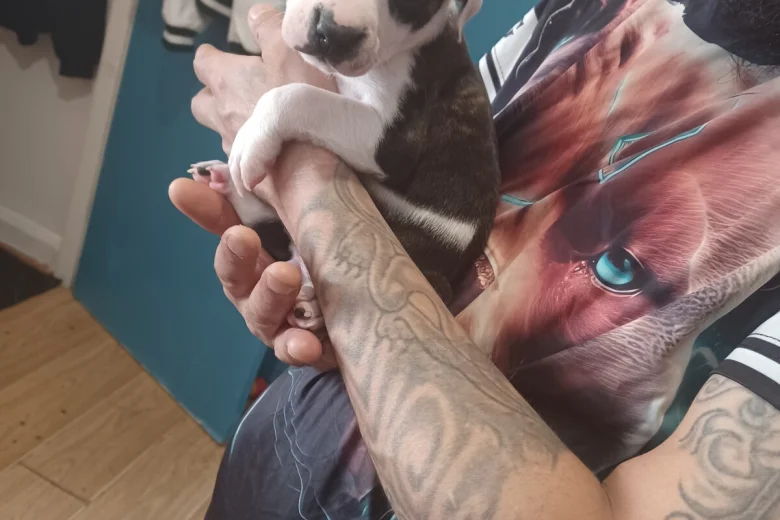 puppy staffordshire bull terrier 9959 w780 h520