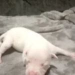 staffordshire bull terrier pups white 4655 w780 h520