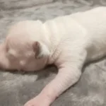 staffordshire bull terrier pups white 4781 w780 h520
