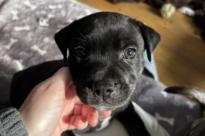 staffordshire bull terrier1777456430397 3470 w780 h520