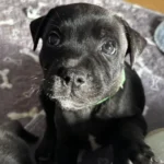 staffordshire bull terrier17774564304037 3361 w780 h520