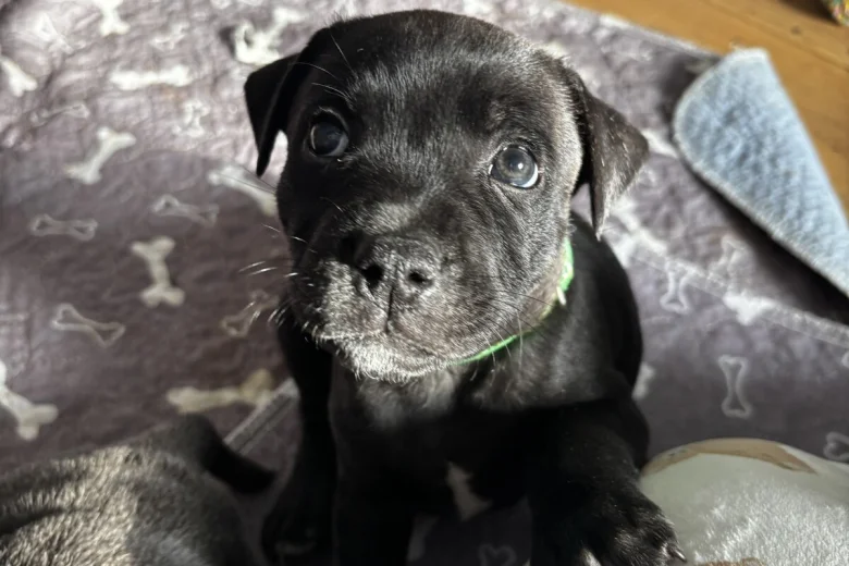 staffordshire bull terrier17774564304037 3361 w780 h520