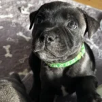staffordshire bull terrier17774564304098 8863 w780 h520