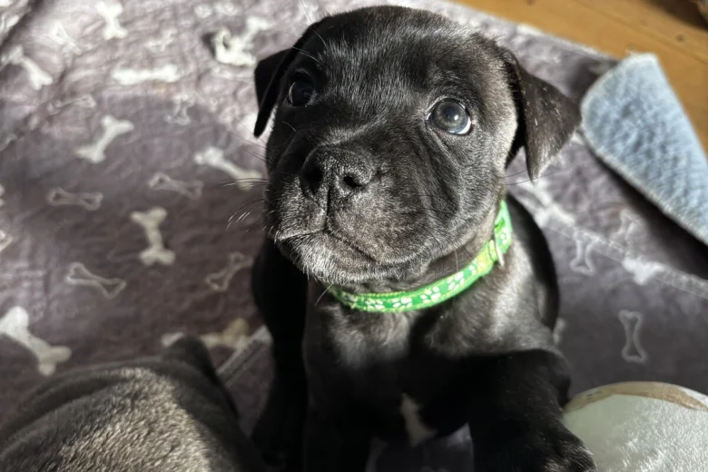 staffordshire bull terrier17774564304098 8863 w780 h520