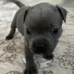 superb kc reg blue staffies 2243 w780 h780