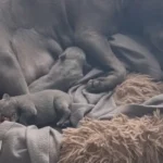 superb kc reg blue staffies 5273 w780 h520